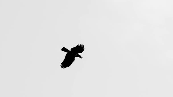 Cuervo Negro Volando Fondo Del Cielo — Vídeo de stock