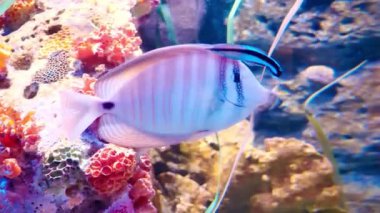 Mercan kayalıkları ve akvaryumdaki balıklar. Akvaryumdaki dünya