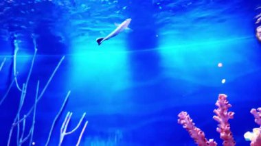 Mercan kayalıkları ve akvaryumdaki balıklar. Akvaryumdaki dünya