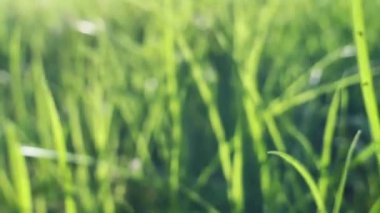 parlak yeşil çim arka plan