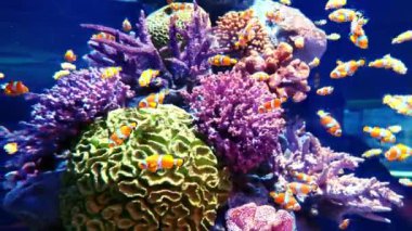 Akvaryumdaki mercan kayalıkları ve balıklar, akvaryumdaki dünya.