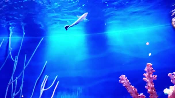 수족관에서 산호초와 물고기 수족관의 — 비디오