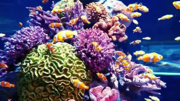 珊瑚礁和水族馆中的鱼类 世界上的水族馆 — 图库视频影像