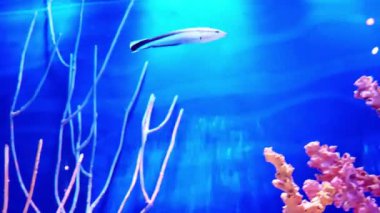 Mercan kayalıkları ve akvaryumdaki balıklar. Akvaryumdaki dünya