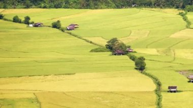 Vang Vieng şehrinin pirinç tarlaları ve manzarası, Laos, Laos turizmi için video klibi.