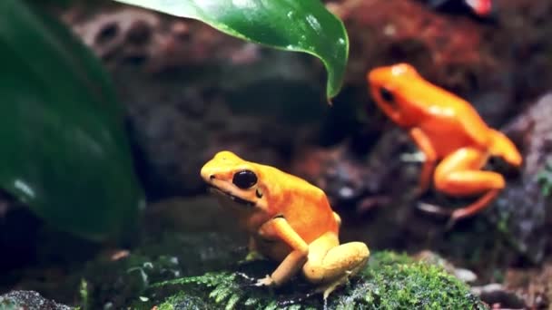 Golden Poison Dart Frogs Phyllobates Terribilis Террариуме — стоковое видео