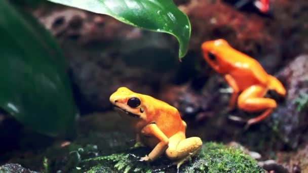 Golden Poison Dart Frogs Phyllobates Terribilis Terrario — Vídeos de Stock