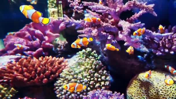 Récif Corallien Poissons Dans Aquarium Monde Dans Aquarium — Video
