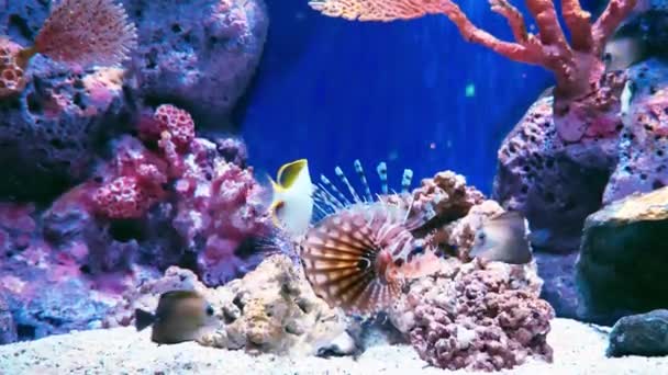 Korallenriffe Und Fische Aquarium Welt Aquarium — Stockvideo