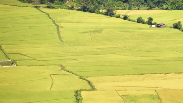 Campos Arroz Pontos Vista Cidade Vang Vieng Laos Videoclipe Para — Vídeo de Stock