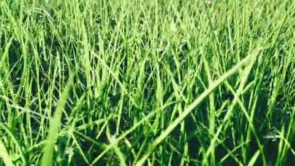 明亮的绿草背景 — 图库视频影像