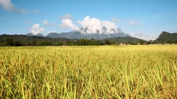 Рисове Поле Вид Місто Ванг Віенг Лаос Відеокліп Туризму Лаос — стокове відео