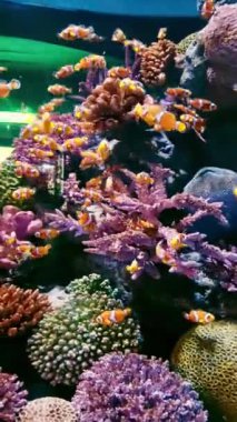 Akvaryumdaki mercan kayalıkları ve balıklar, akvaryumdaki dünya.