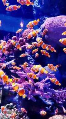 Akvaryumdaki mercan kayalıkları ve balıklar, akvaryumdaki dünya.