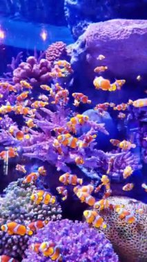 Akvaryumdaki mercan kayalıkları ve balıklar, akvaryumdaki dünya.