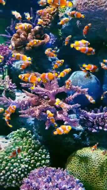 Arrecife Coral Peces Acuario Mundo Acuario — Vídeos de Stock