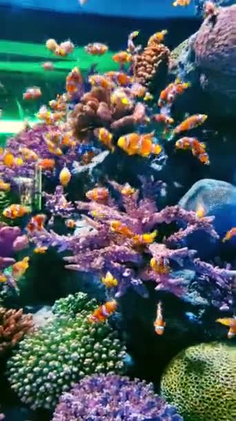 Akvaryumdaki Mercan Kayalıkları Balıklar Akvaryumdaki Dünya — Stok video