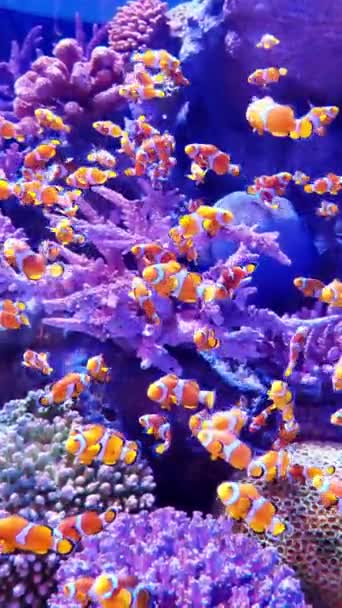 Κοραλλιογενής Ύφαλος Και Ψάρια Στο Ενυδρείο Κόσμος Στο Ενυδρείο — Αρχείο Βίντεο