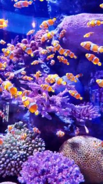 Akvaryumdaki mercan kayalıkları ve balıklar, akvaryumdaki dünya.