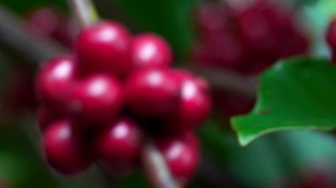 Olgun fasulyeli kahve bitkisi. Kahve çekirdekleri dalda olgunlaşıyor. Arabika ve robusta kahvesi.