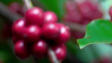 Olgun fasulyeli kahve bitkisi. Kahve çekirdekleri dalda olgunlaşıyor. Arabika ve robusta kahvesi.