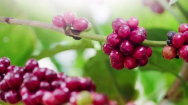 Olgun fasulyeli kahve bitkisi. Kahve çekirdekleri dalda olgunlaşıyor. Arabika ve robusta kahvesi.