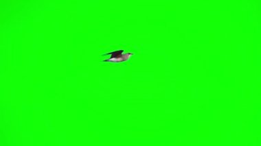 kuş yeşil ekran arka planında uçuyor