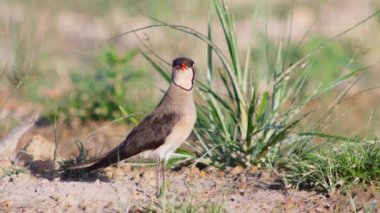 Doğu Pratincole 'un kısa kırmızı bir gagası var. Siyah uçlu baş, boyun ve göğüs açık kahverengi.