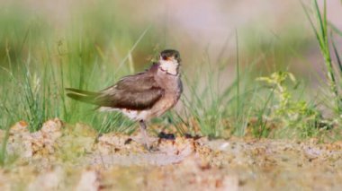Doğu Pratincole 'un kısa kırmızı bir gagası var. Siyah uçlu baş, boyun ve göğüs açık kahverengi.