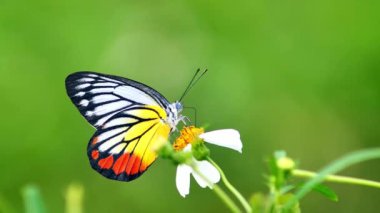 Doğada nektar arayan güzel bir kelebek sürüsü, hayvan yaşamı kavramı.