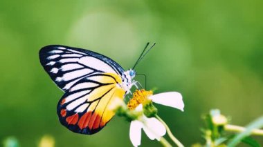 Doğada nektar arayan güzel bir kelebek sürüsü, hayvan yaşamı kavramı.