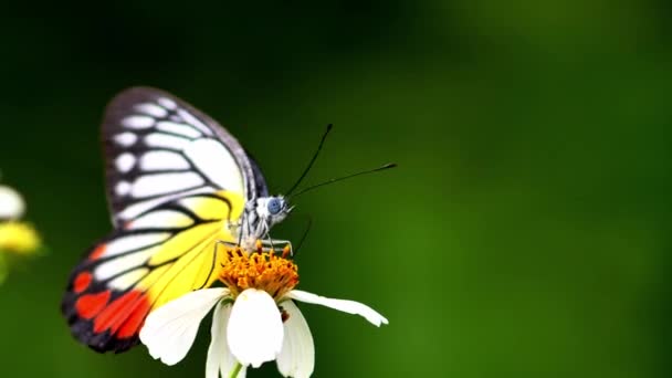Gyönyörű Pillangó Nyüzsög Egy Virág Keresi Nektár Természetben Állati Élet — Stock videók
