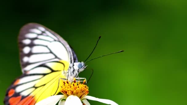 Piękny Motyl Roi Się Kwiat Szuka Nektaru Przyrodzie Koncepcja Życia — Wideo stockowe