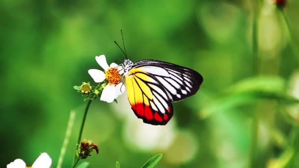 Gyönyörű Pillangó Nyüzsög Egy Virág Keresi Nektár Természetben Állati Élet — Stock videók