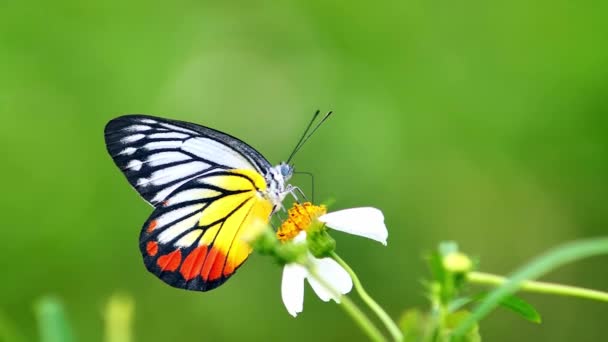 Piękny Motyl Roi Się Kwiat Szuka Nektaru Przyrodzie Koncepcja Życia — Wideo stockowe