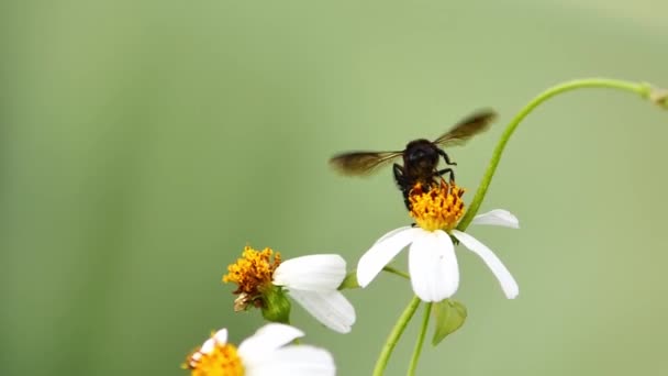 Pszczoła Kwiatku Tylko Szuka Nektaru Kwiatku — Wideo stockowe