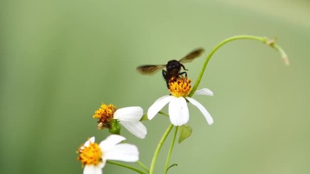 Bir Çiçekte Nektar Arayan Bir Arı — Stok video