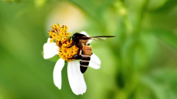 Pszczoła Kwiatku Tylko Szuka Nektaru Kwiatku — Wideo stockowe
