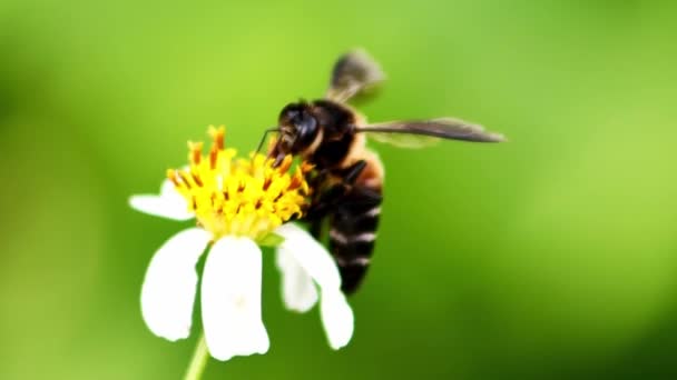 Sebuah Lebah Atas Bunga Hanya Mencari Nektar Dalam Bunga — Stok Video
