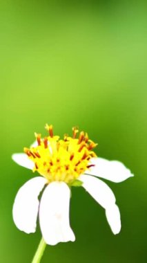 Bir çiçekte nektar arayan bir arı.