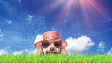 Yaz gezisi için şapkalı ve güneş gözlüklü köpek çayır ve parlak gökyüzünde, yaz yolculuğu konsepti.