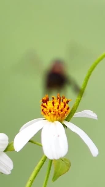 Une Abeille Sur Une Fleur Recherche Nectar Dans Une Fleur — Video