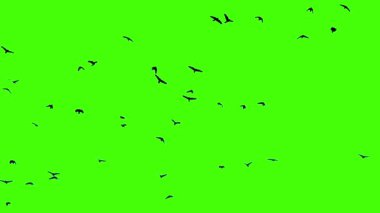 kuş yeşil ekran arka planında uçuyor