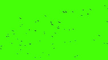 kuş yeşil ekran arka planında uçuyor