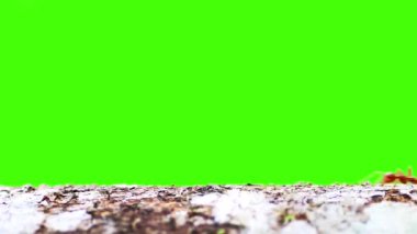 Bir dalda kırmızı karınca, yeşil ekran arkaplanı