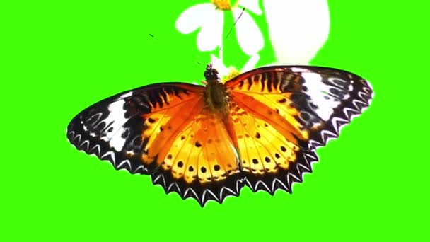 Bunter Schmetterling Auf Grünem Hintergrund — Stockvideo