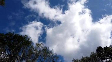 Hızlı hareket eden bulutların arka planında ağaç tepelerinin zaman aşımı