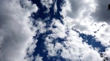 Hızlı hareket eden bulutların arka planında ağaç tepelerinin zaman aşımı