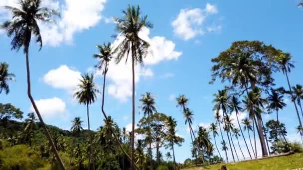 時間の経過とともに青空と白い雲を持つヤシの木 — ストック動画