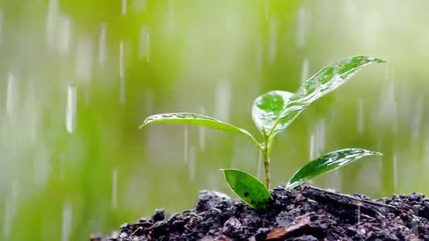 Σταγόνες Βροχής Πέφτουν Νεαρά Φυτά — Αρχείο Βίντεο